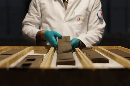 Homme manipulant une carotte