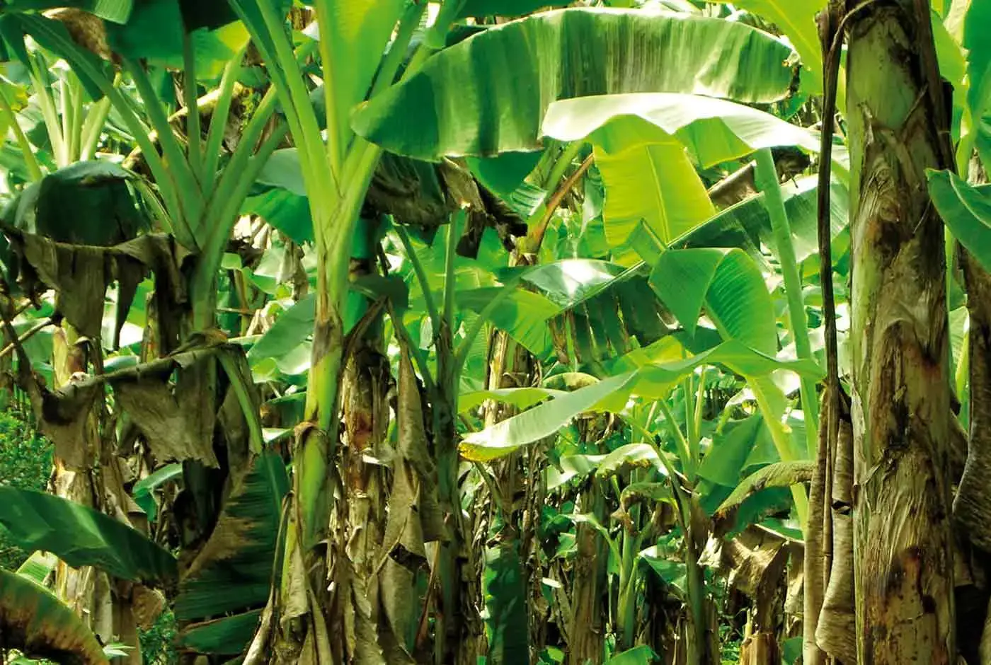 banole photo website bis