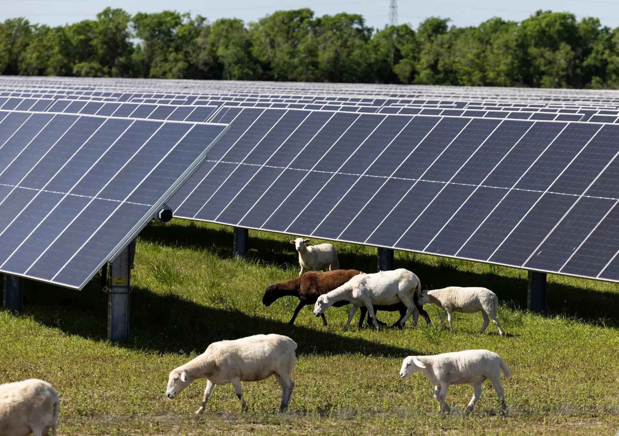 Myrtle Solar Farm (Texas, USA)