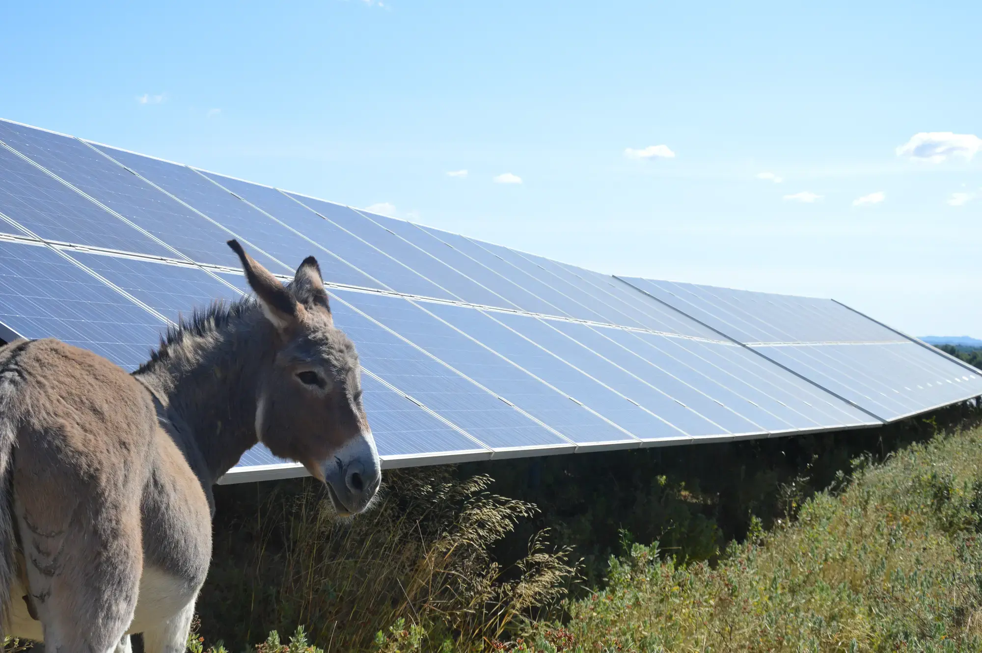 ane devant panneaux photovoltaics