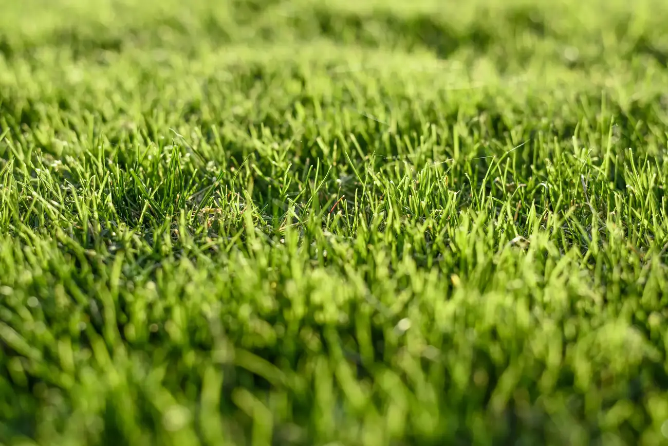 green-grass-background