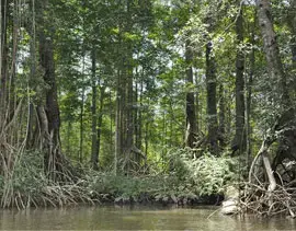 La mangrove, élément essentiel de la biodiversité