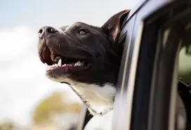 Perro suelto