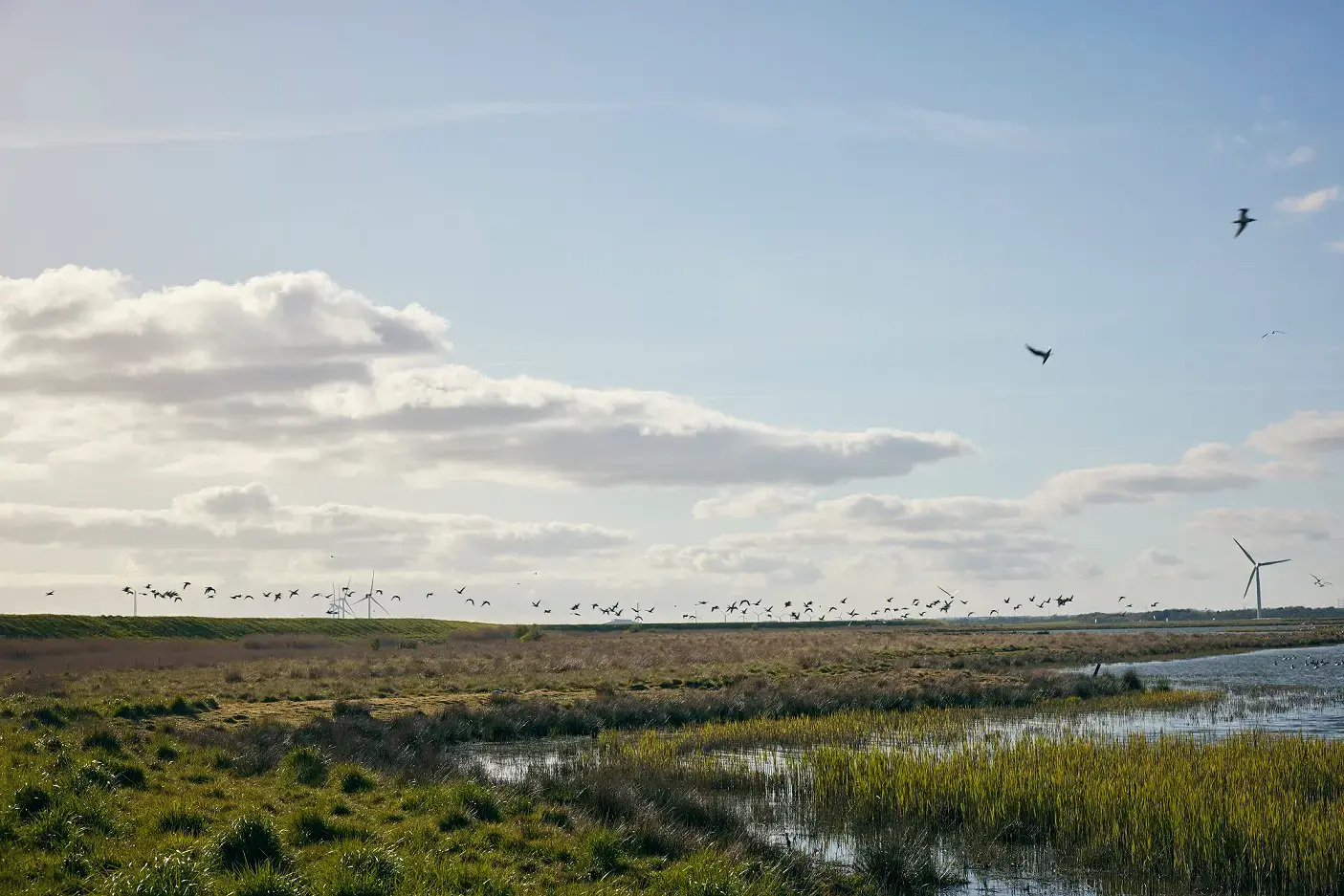 wadden_sea_partnership.jpg