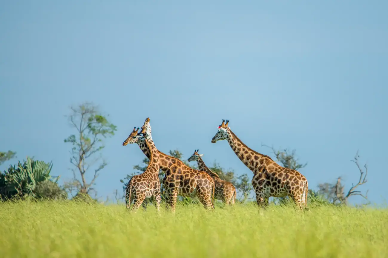 Biodiversity and Environment Focus