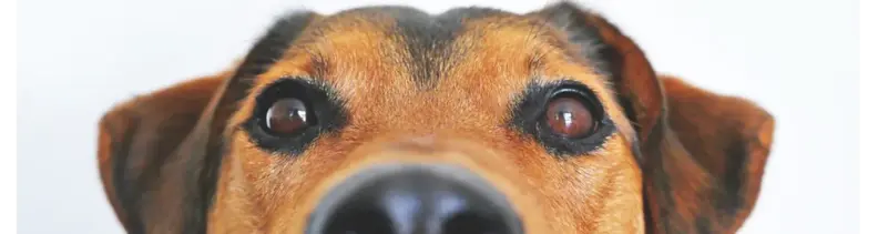 Consejos para llevar a tu mascota en el autoConsejos para llevar a tu mascota en el auto