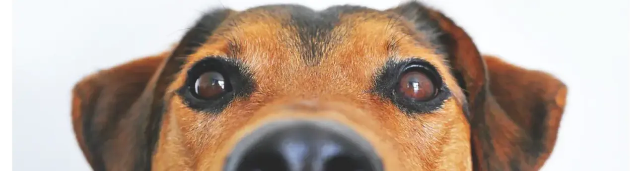 Consejos para llevar a tu mascota en el autoConsejos para llevar a tu mascota en el auto