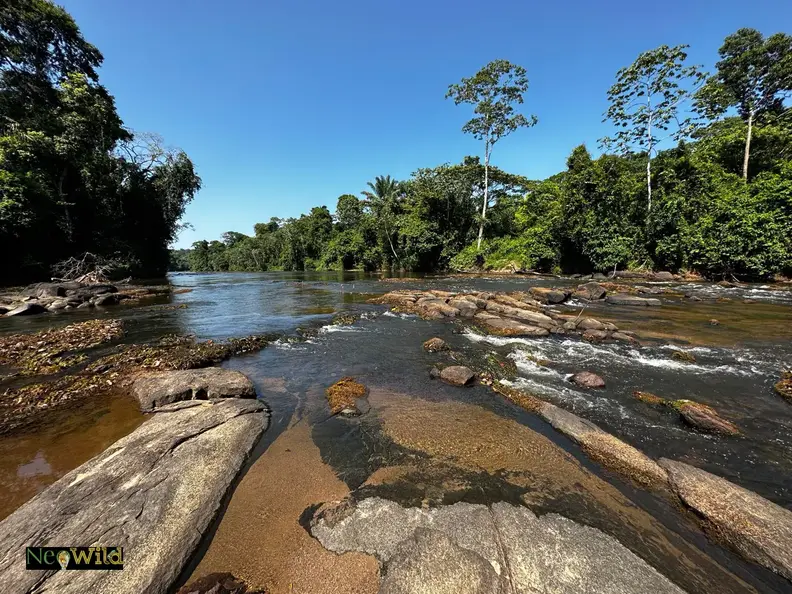 upper kabalebo river dry season edit