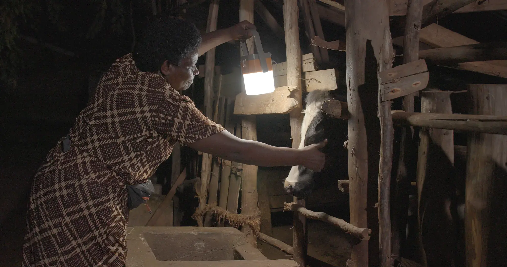 woman holding Family Sunshine solar lamp and petting a cow