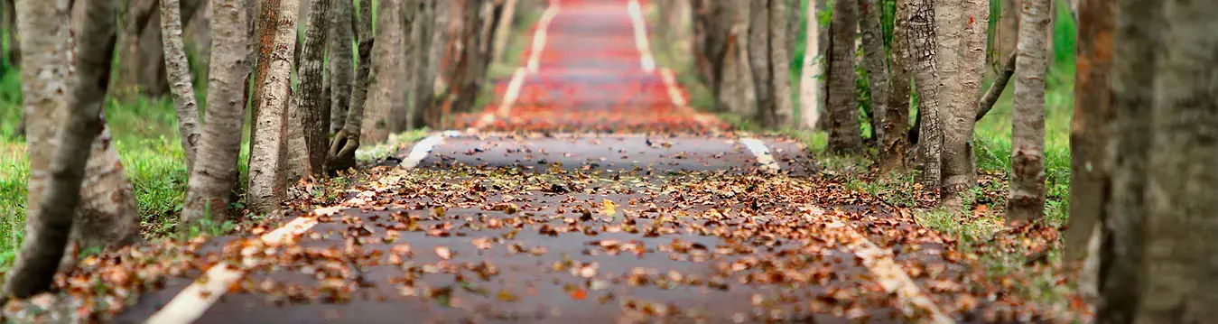 Cuidado del auto en otoño