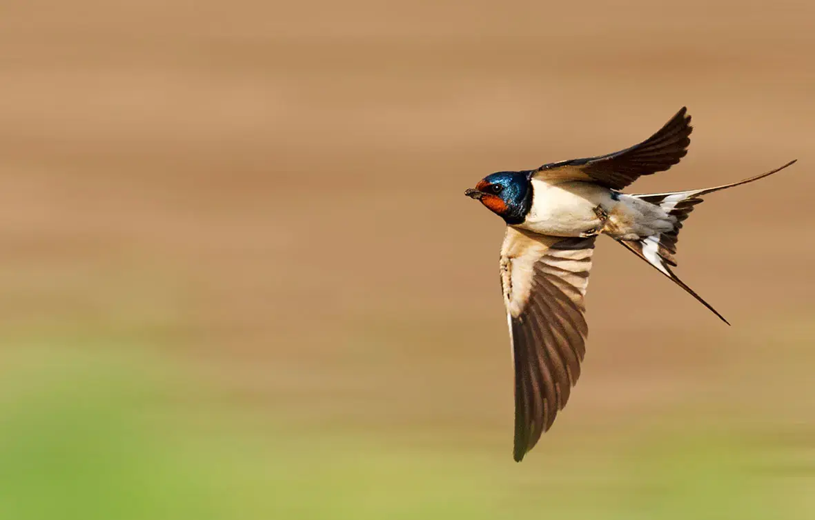 Hirondelle en vol