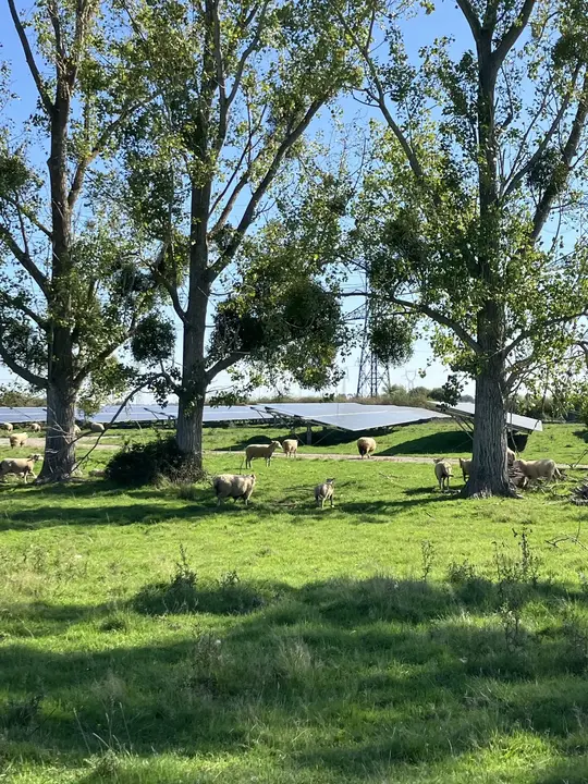 centrale solaire de Bayet écopâturée parc un troupeau de moutons
