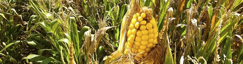 Landwirtschaft&nbsp;