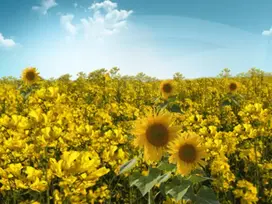 tournesol.jpg