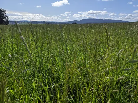 Weegena pastures