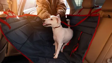 Accesorios para perros