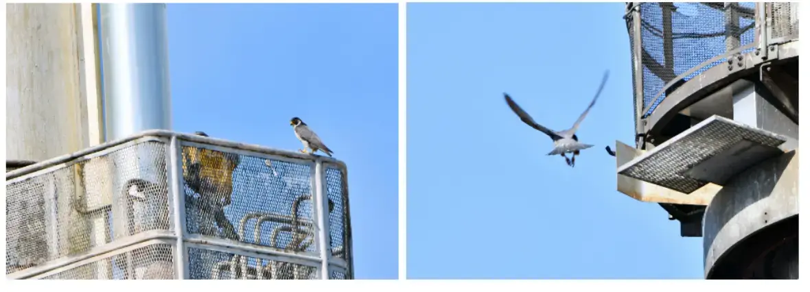 incent Gaget a expliqué l'histoire et la vie de ce magnifique oiseau (le plus rapide du monde)