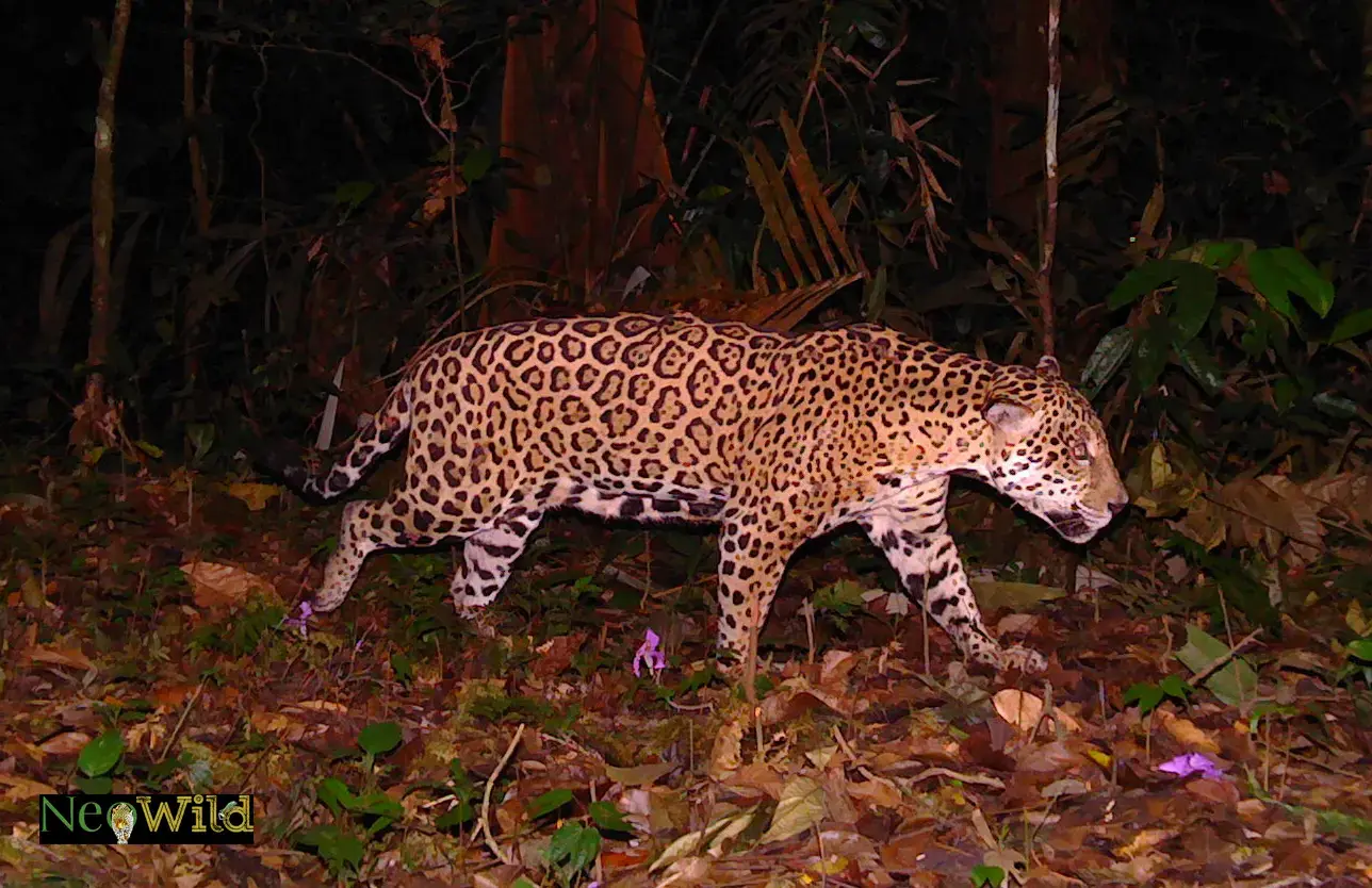 jaguar panthera camera edit