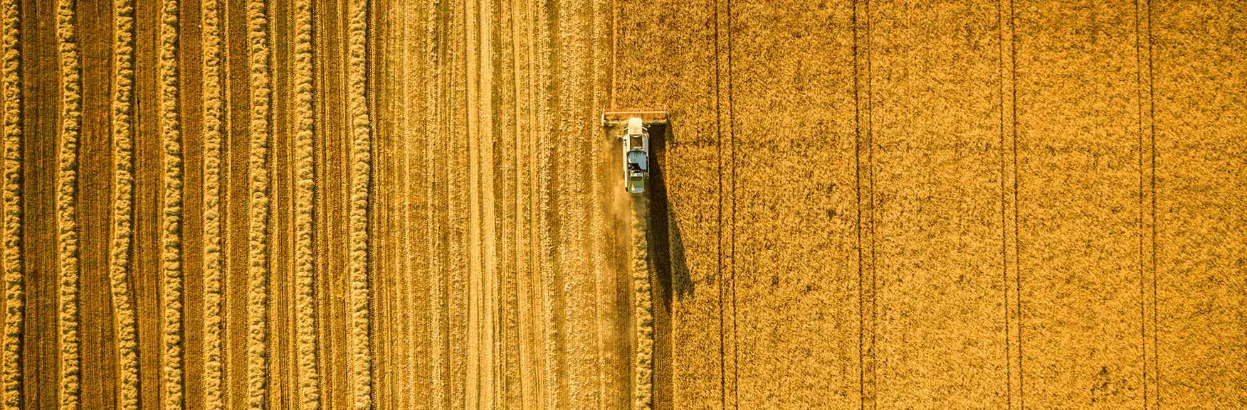 Luftbild eines Weizenfeldes auf dem eine Erntemaschine Weizen erntet