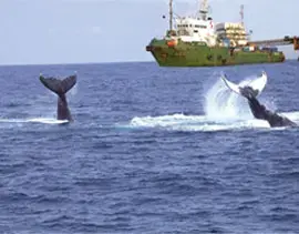 Les baleines autour d'une plateforme