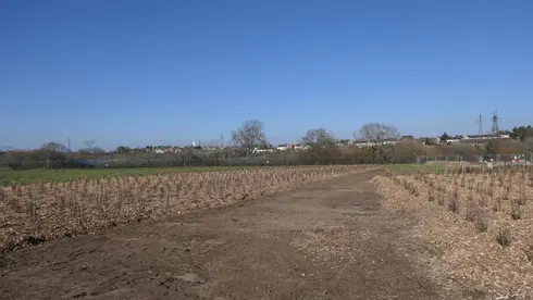 une partie des 4000 plants mis en place