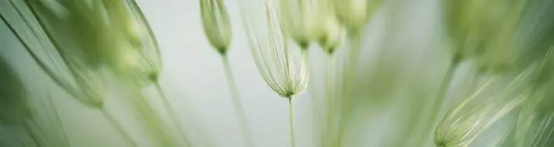 biolife