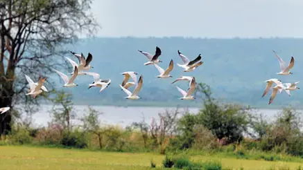 vignette brochure biodiversité