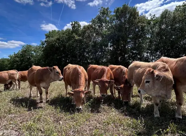 Photos des premières vaches/bovins sur les parcelles du site de Combe Cave