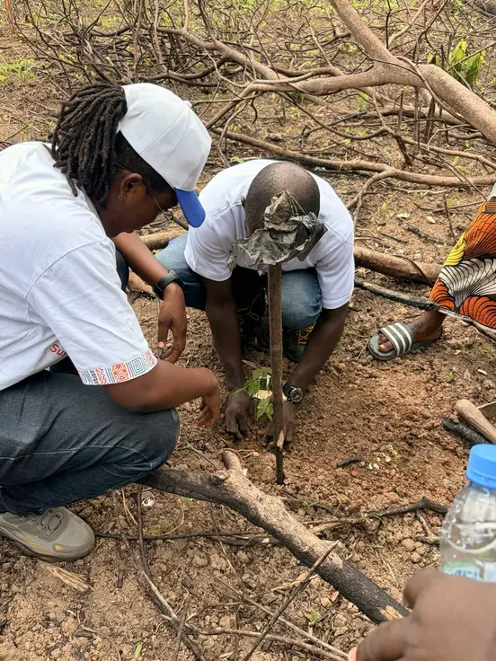planting oumé