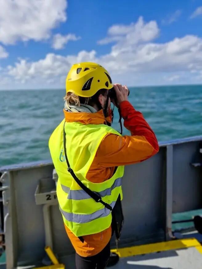 observation of bird migration during the day
