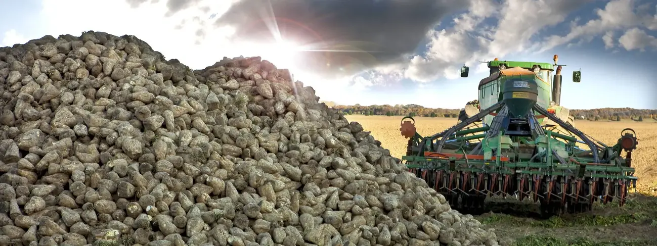 Ein Traktor bei der Rübenernte