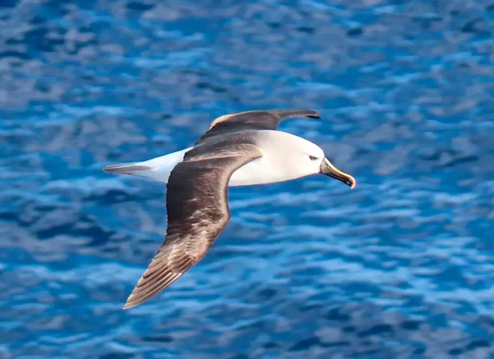 Albatroz de nariz amarelo