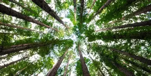 wood-paper-production-1-585x294-jpeg