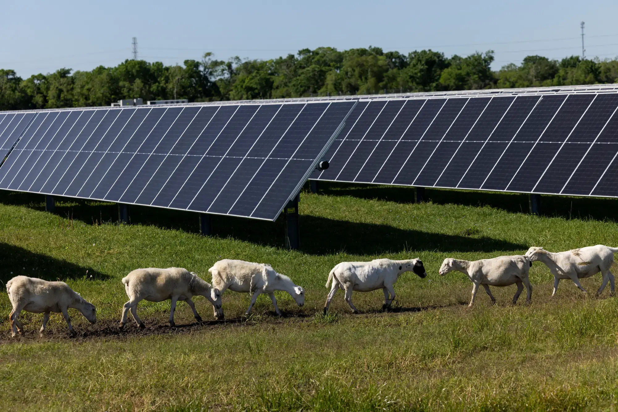 Myrtle Solar Farm (Texas, USA)