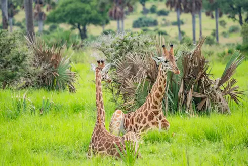 giraffes Tilenga EACOP