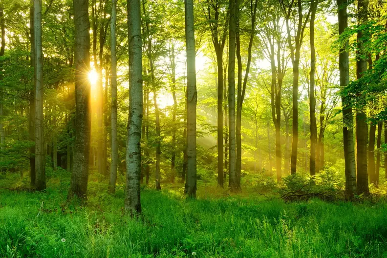 Carbon net zero strategy for your business