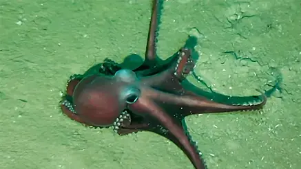 Polvo