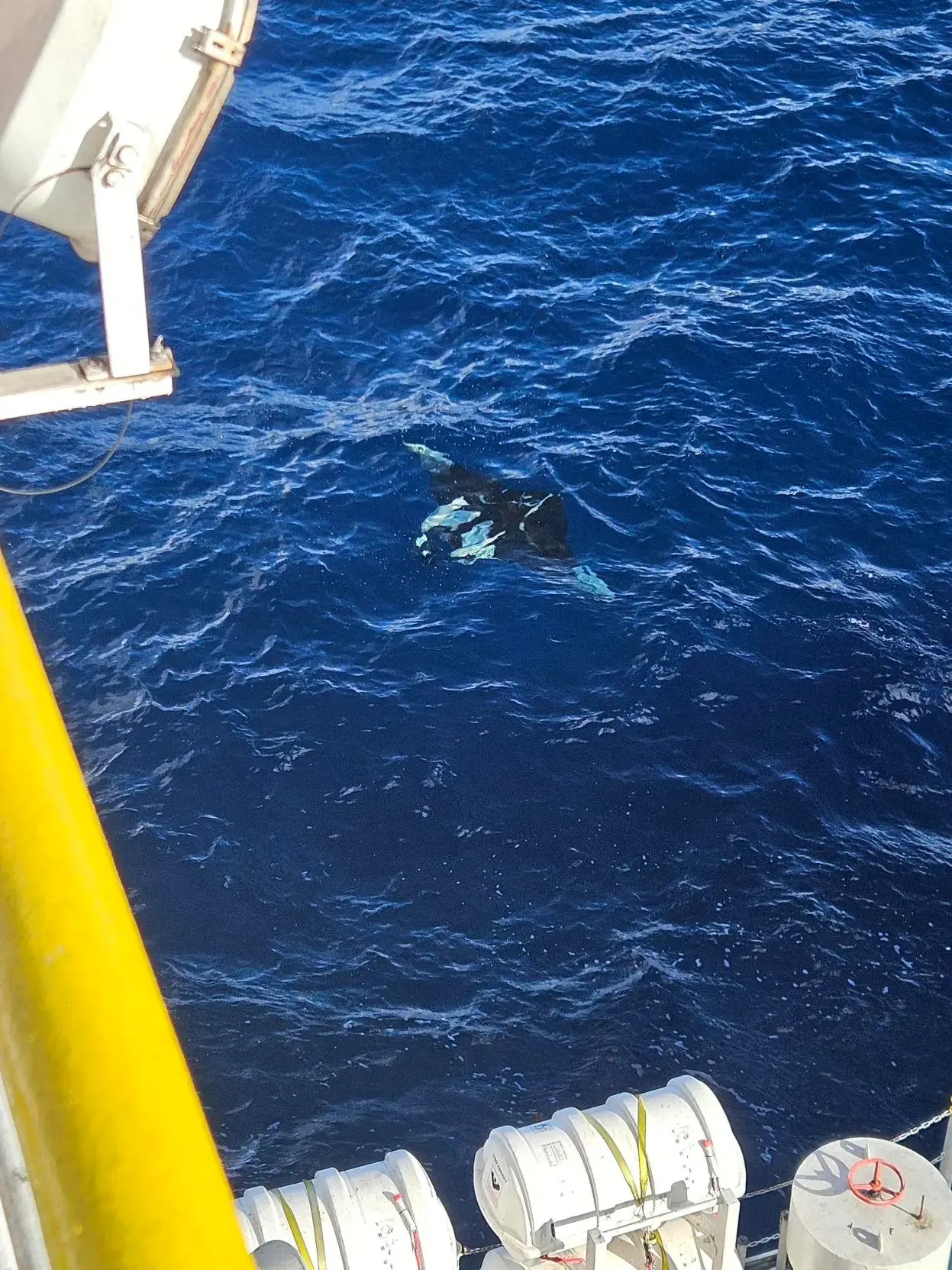 cover article manta ray observations 1