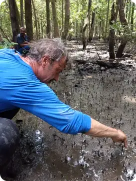 Borea Mangrove