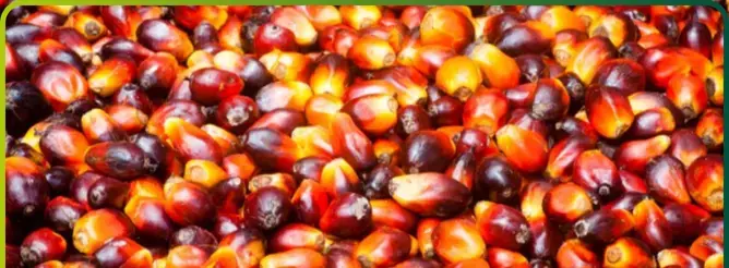 Palm oil