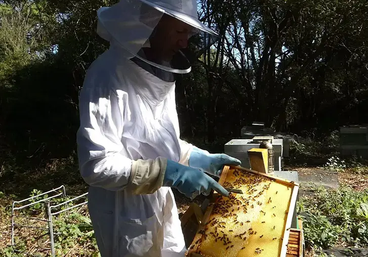 donges insides apiculture.jpg