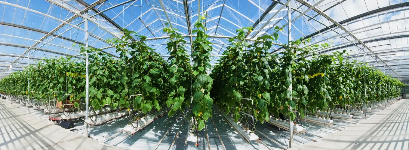 greenhouse_silage