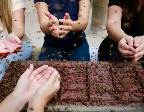 Projeto EcoBuzz – Bee2be