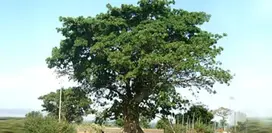sustainable developement