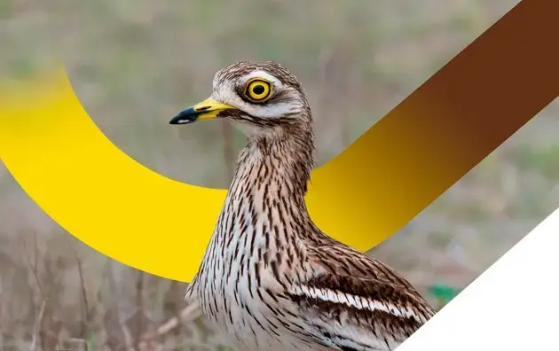 Ave con plumaje marrón y blanco y ojos amarillos