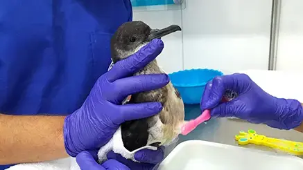 especie do mês