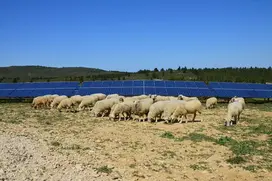 moutons panneaux photovoltaiques panneaux solaires total quadran paturages