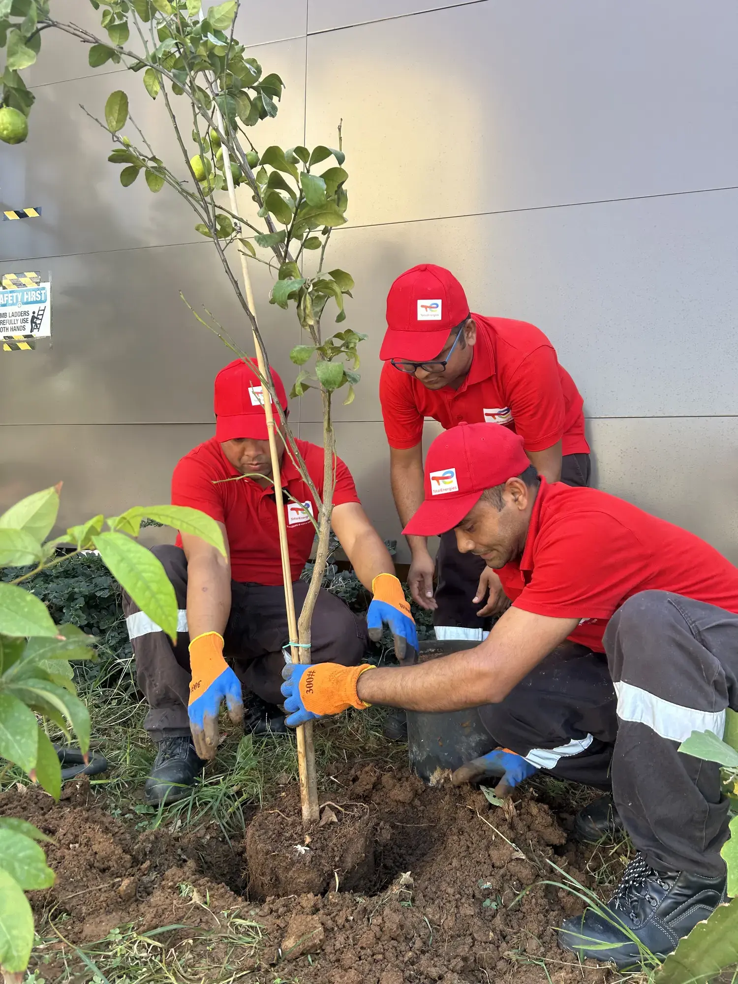 Plantation Project 2025