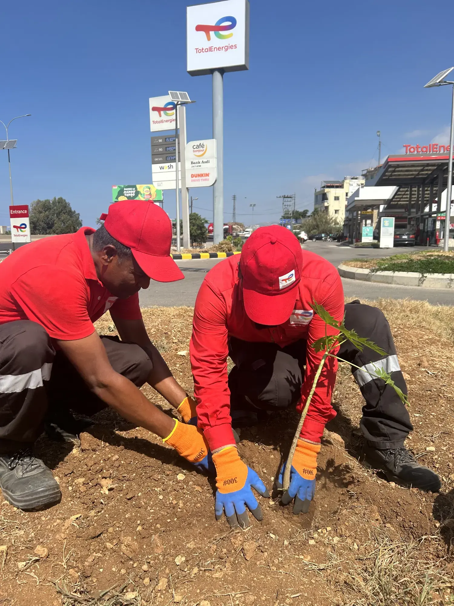 Plantation Project 2025