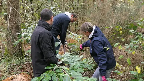 Salariés arrachant des plants de laurier, arbre très invasif
